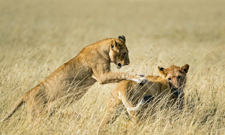 10-Day Best of Tanzania Safari & Big 5 Adventure Tour