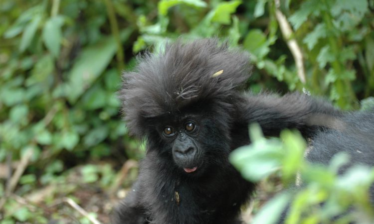 10-Day Rwanda Gorilla Trekking & Kilimanjaro Hiking Tour
