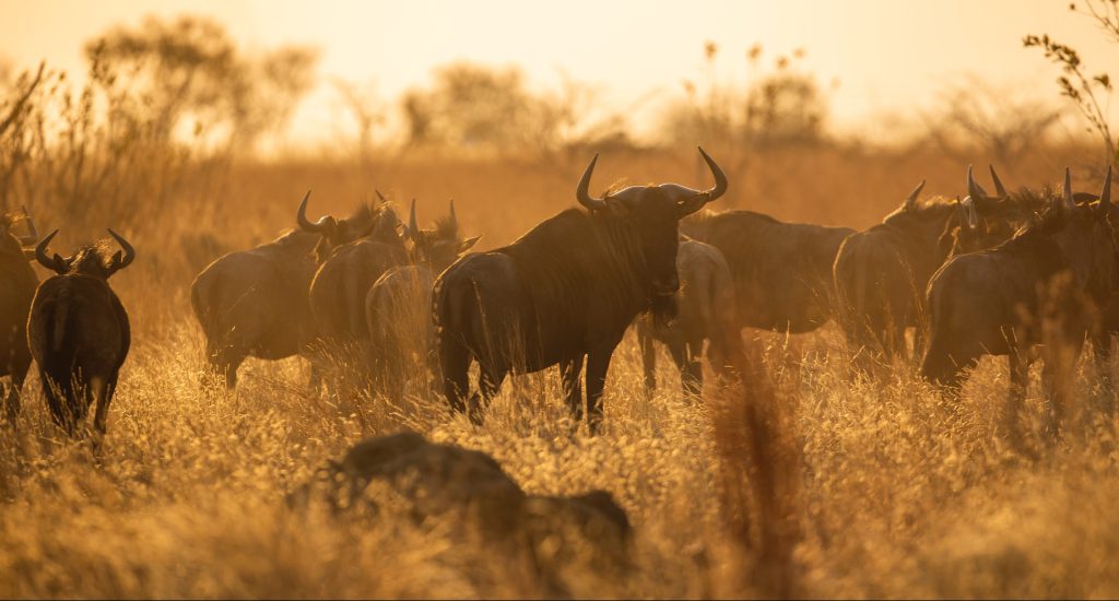 10-Day Rwanda Gorillas & Mara Serengeti Migration Safari