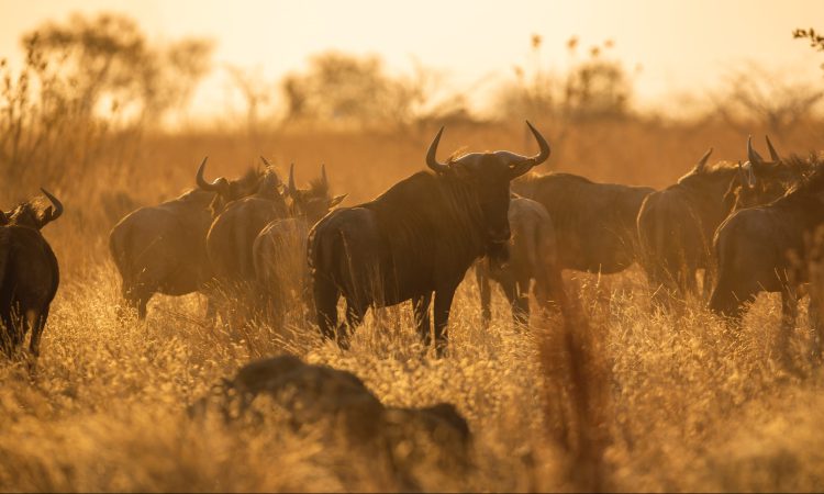 10-Day Rwanda Gorillas & Mara Serengeti Migration Safari