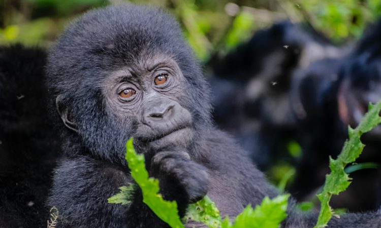 10-Day Uganda Gorilla Trekking & Kilimanjaro Hiking Tour