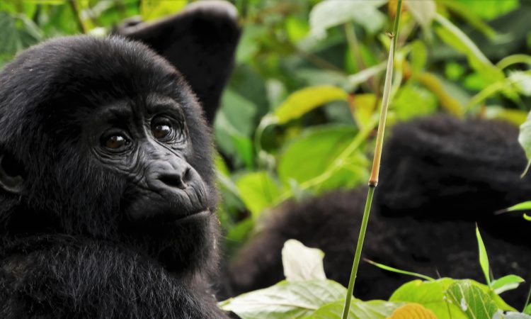 10-Day Uganda Gorilla Trekking & Mara Serengeti Tour