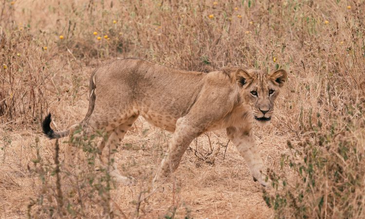 2-Day Lake Manyara & Tarangire Wildlife Safari Tanzania