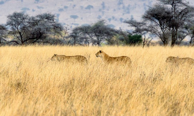 3-Day Budget Safari to Serengeti & Ngorongoro Tanzania