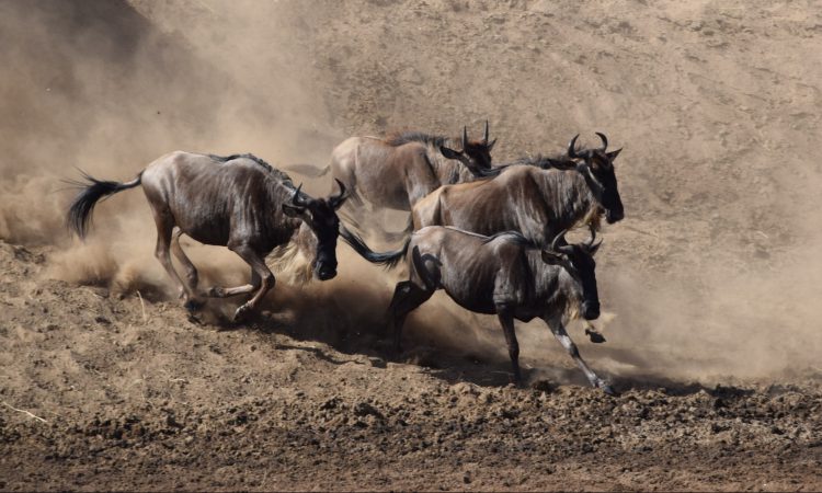 3-Day Serengeti Migration Safari in Tanzania (On Offer)