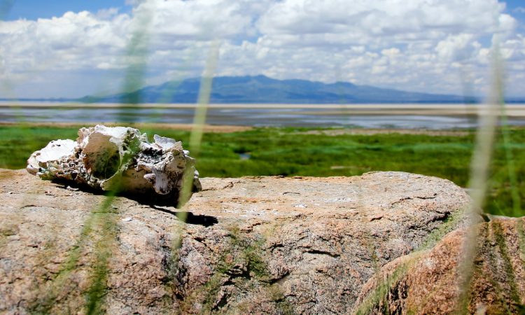 4-Day Serengeti & Ngorongoro Tanzania Wildlife Safari