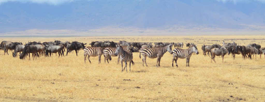 5-Day Tanzania Wildlife Safari & Big Five Animals Tour