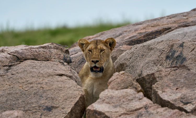 6-Day Kenya Tanzania Safari, Maasai Mara Serengeti Tour