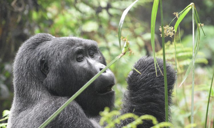 6-Day Rwanda Gorilla Trekking & Serengeti Wildlife Safari