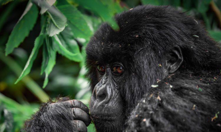 6-Day Uganda Gorillas, Serengeti & Ngorongoro Safari